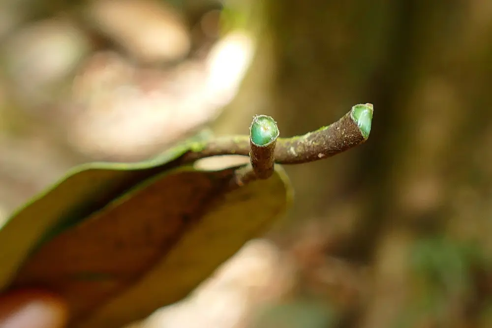 Pycnandra acuminata