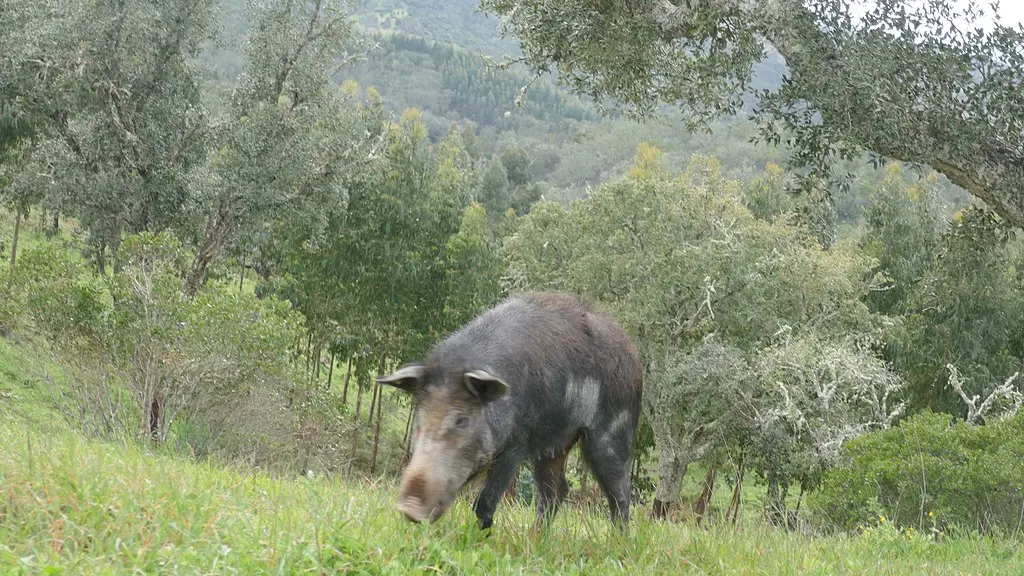 Javali