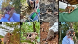 marsupiais araguaia vivo