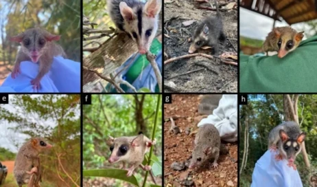 marsupiais araguaia vivo