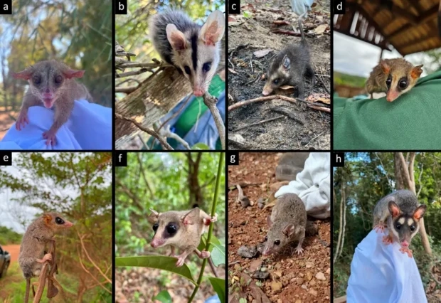 marsupiais araguaia vivo