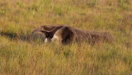 Tamanduá-bandeira_no_Parque_Nacional_da_Serra_da_Canastra