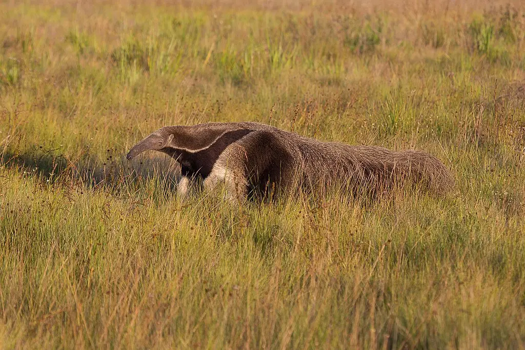 Tamanduá-bandeira_no_Parque_Nacional_da_Serra_da_Canastra