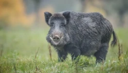 caca-manjeo-javali-javaporco-cacar-autorizacao-ibama