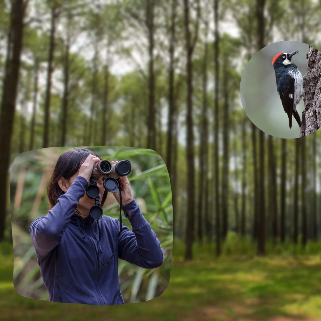 Why-you-should-start-birdwatching-1