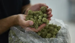cannabis-california-cultivo-legal-061