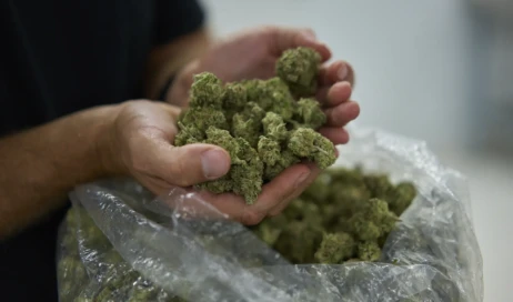 cannabis-california-cultivo-legal-061