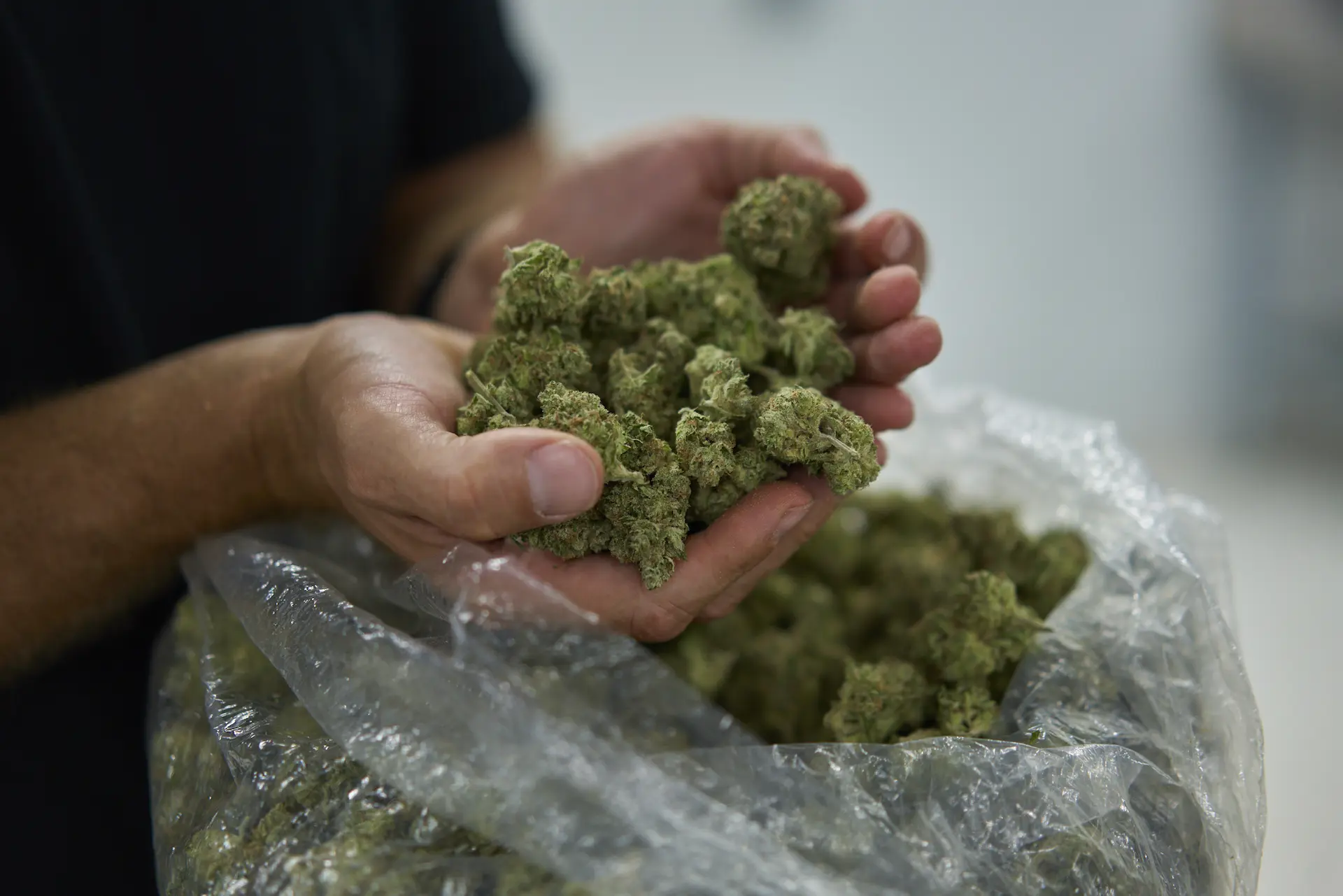 cannabis-california-cultivo-legal-061