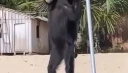 macaco aranha