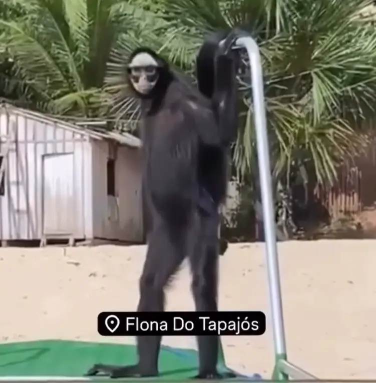 macaco aranha