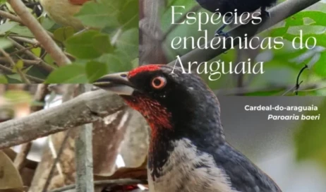 Espécies do Araguaia