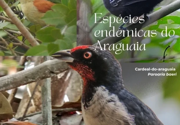 Espécies do Araguaia