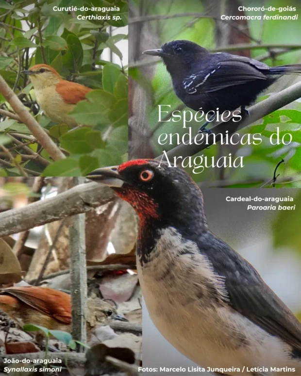 Espécies do Araguaia