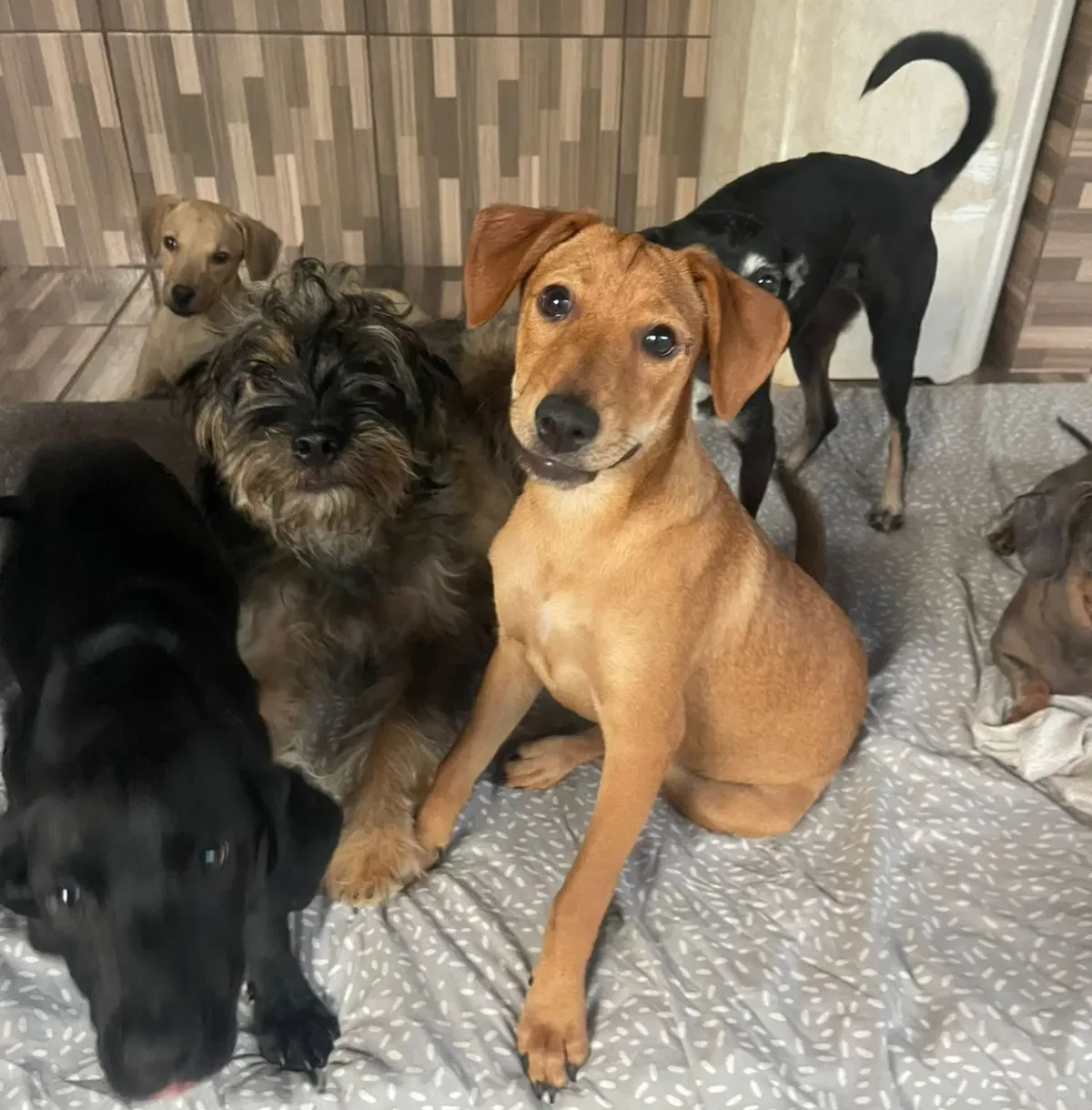 MiauDote Shopping Cerrado (Divulgação) (2)