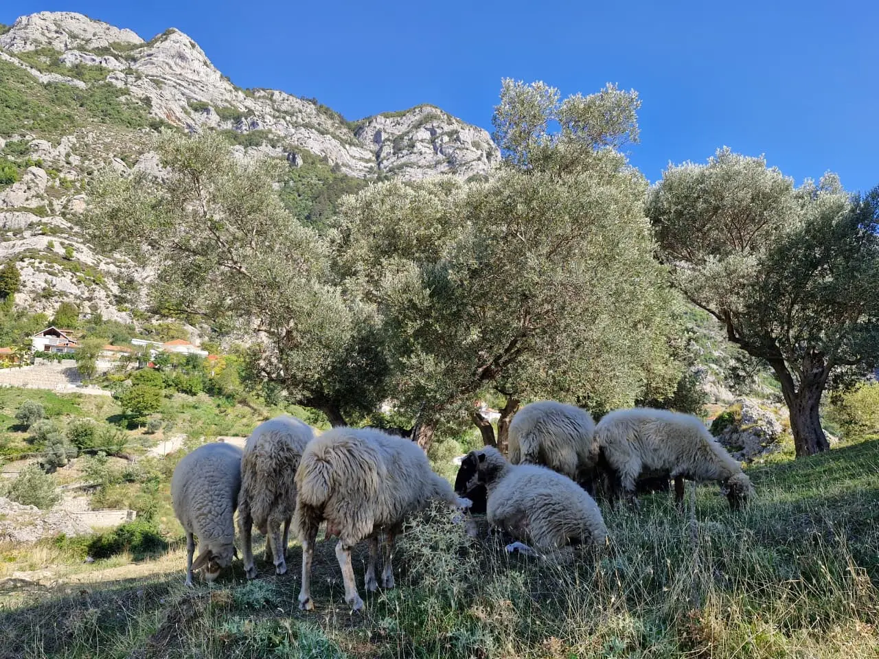 Carneiros pastando solenes na Montanha Kruja Foto de Marcio Fernandes 2025