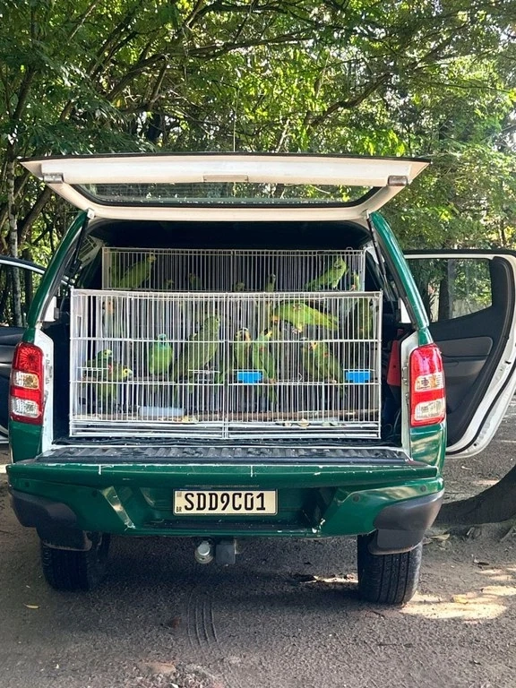 animais-silvestres-cetas-go