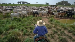 Fazendeiros conduzem o gado em Marabá, no Brasil (Foto Jonne Roriz Bloomberg)