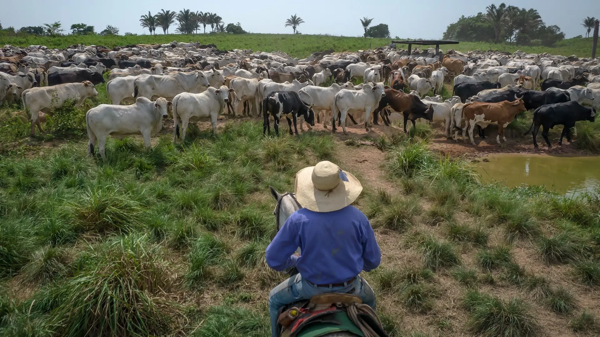 Fazendeiros conduzem o gado em Marabá, no Brasil (Foto Jonne Roriz Bloomberg)