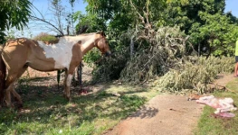 WhatsApp Image 2025-10-03 at 10.34.50 (1)