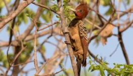 PICA-PAU-DA-TABOCA_1