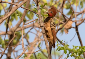 PICA-PAU-DA-TABOCA_1