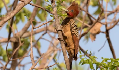 PICA-PAU-DA-TABOCA_1