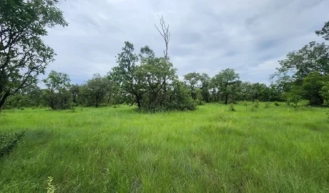 Campos de Murundus