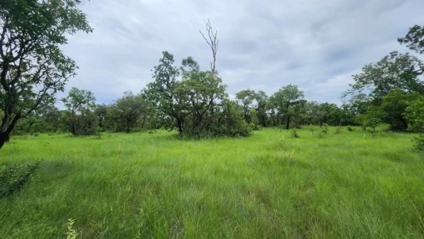 Campos de Murundus
