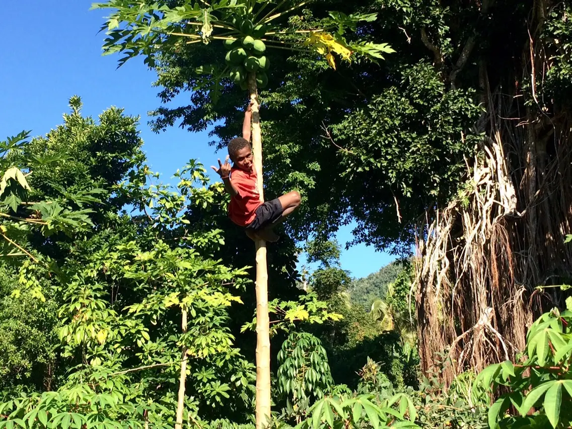Menino num pé de mamão 1