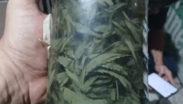 Cachaça