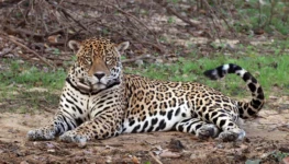 onça pintada wikimedia commons
