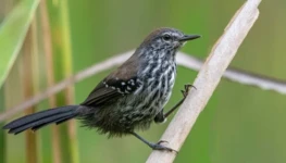 bicudinho-do-brejo-paulista-femea-registrado-durante-campanha-de-monitoramento.Foto_-Marco-Silva
