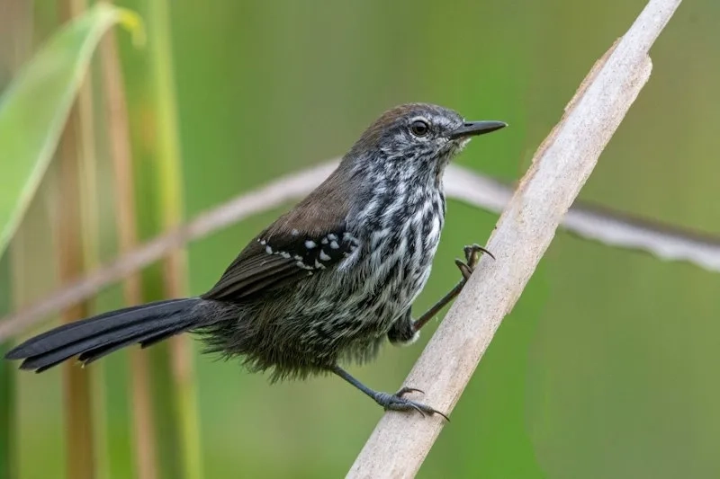 bicudinho-do-brejo-paulista-femea-registrado-durante-campanha-de-monitoramento.Foto_-Marco-Silva