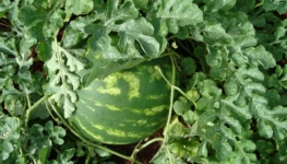 WhatsApp Image 2025-10-13 at 06.58.06