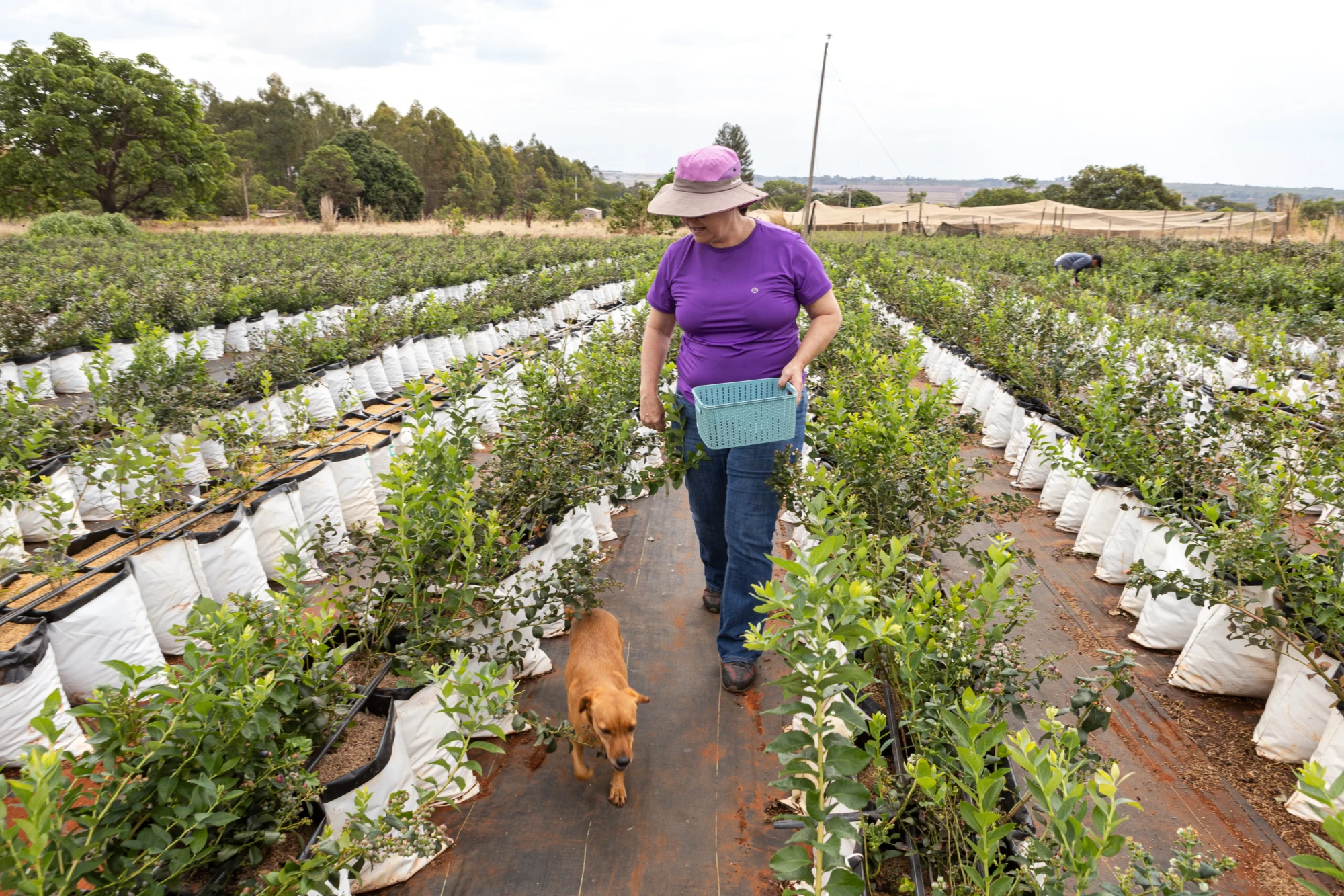 Marlene Mendes produtora rural