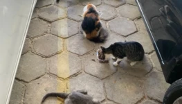 whatsapp-image-2022-10-07-at-09.14.11-1-