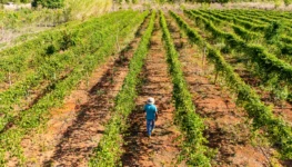 Foto: Guilherme Alves / Jornal Opção