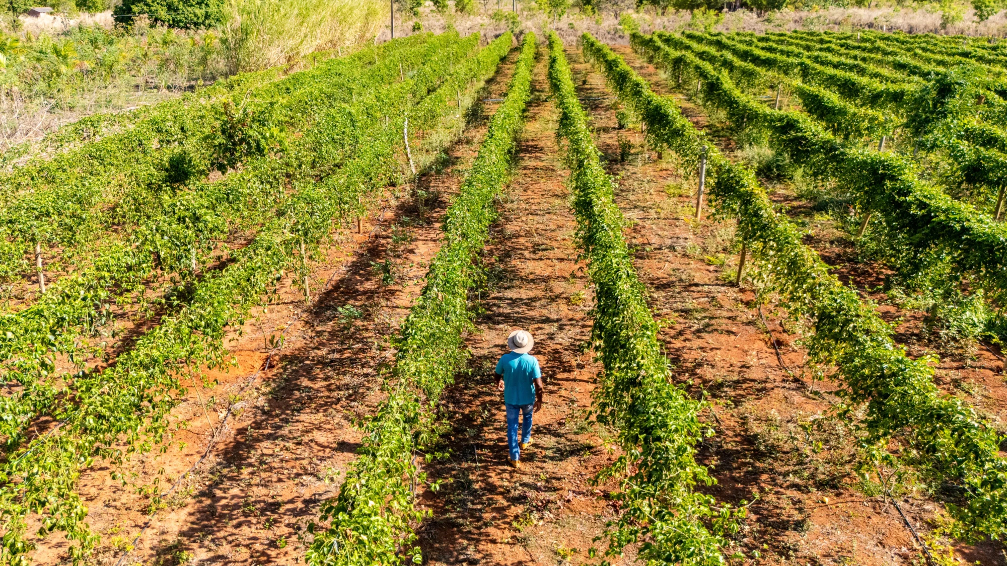 Foto: Guilherme Alves / Jornal Opção