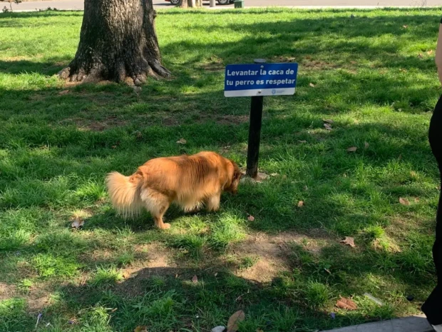 Cachorro e a caca foto Euler de França Belém 2025