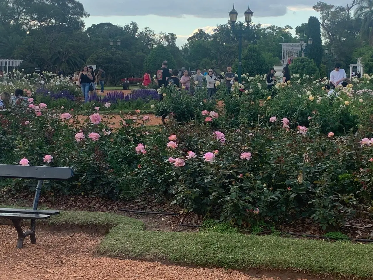 Rosedal Foto Euler de França Belém 2 de 2025