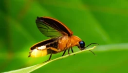 shutterstock_1095849446