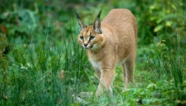 gato-selvagem-conheca-as-especies-mais-populares-3