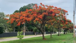 Flamboyant foto de Euler de França Belém de 2025 1280 por 867