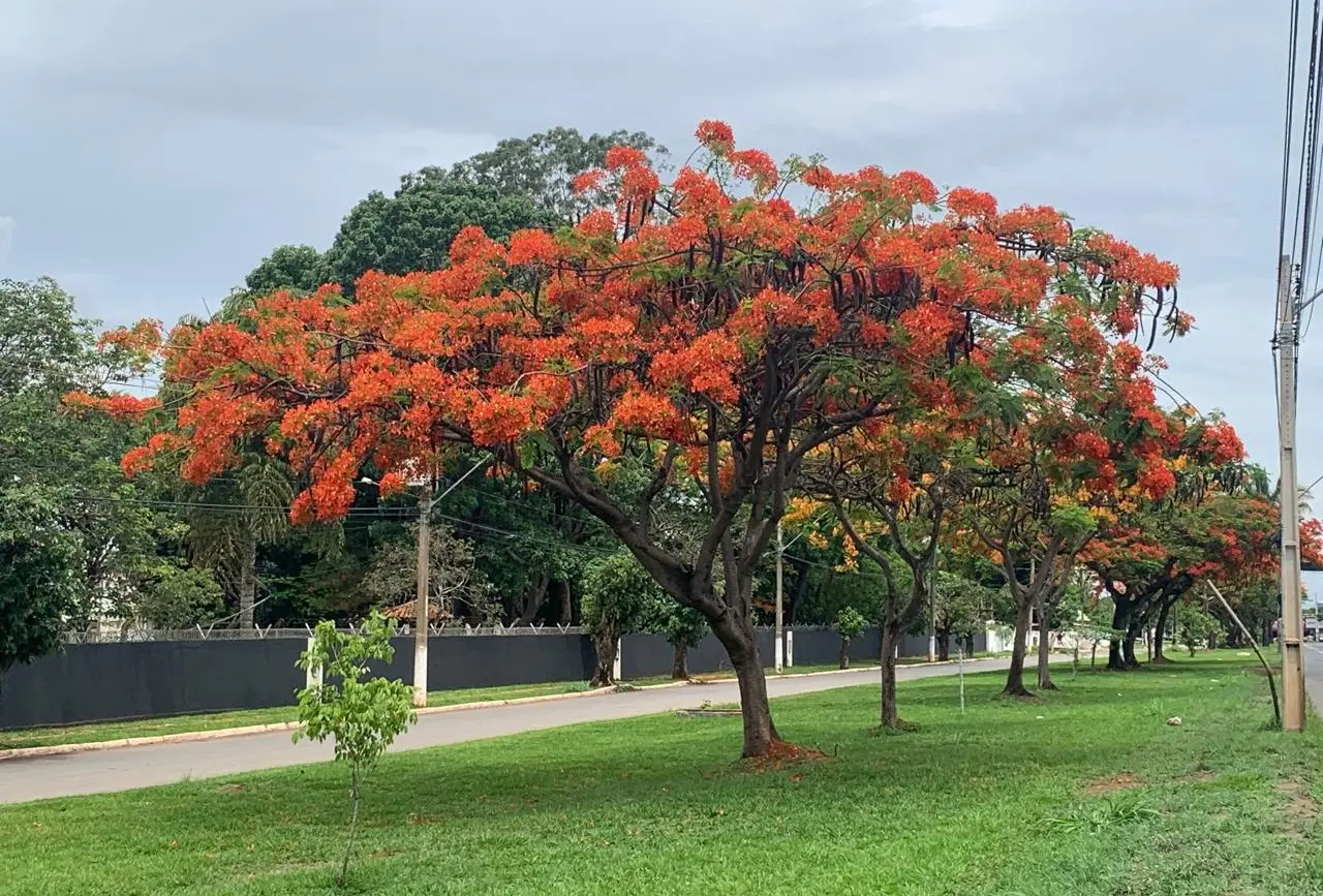 Flamboyant foto de Euler de França Belém de 2025 1280 por 867