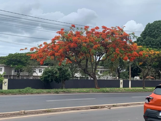 Flamboyant na Rua Vera Cruz Foto Euler de França Belém 2025