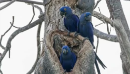 Arara Azul Grande Foto de Nunes D Acosta 866