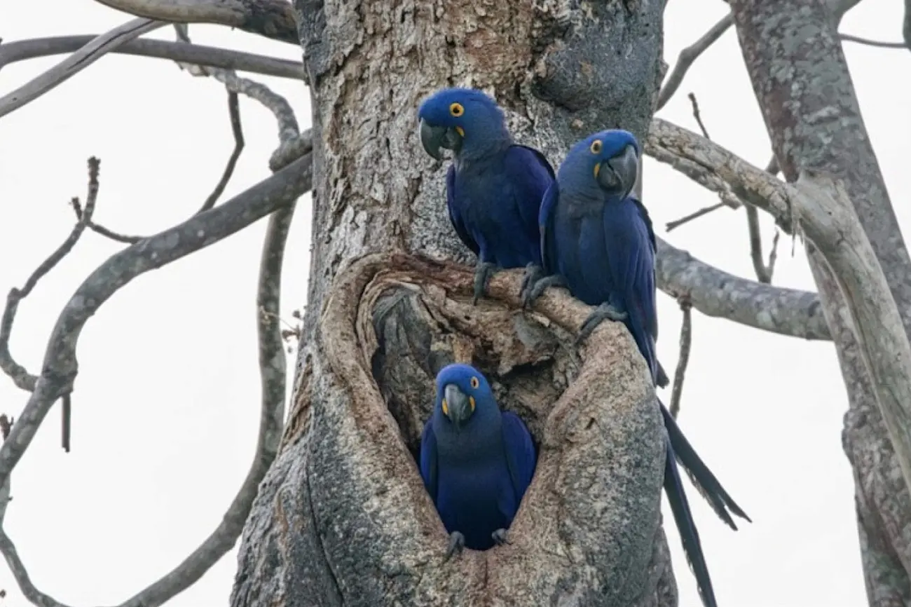 Arara Azul Grande Foto de Nunes D Acosta 866