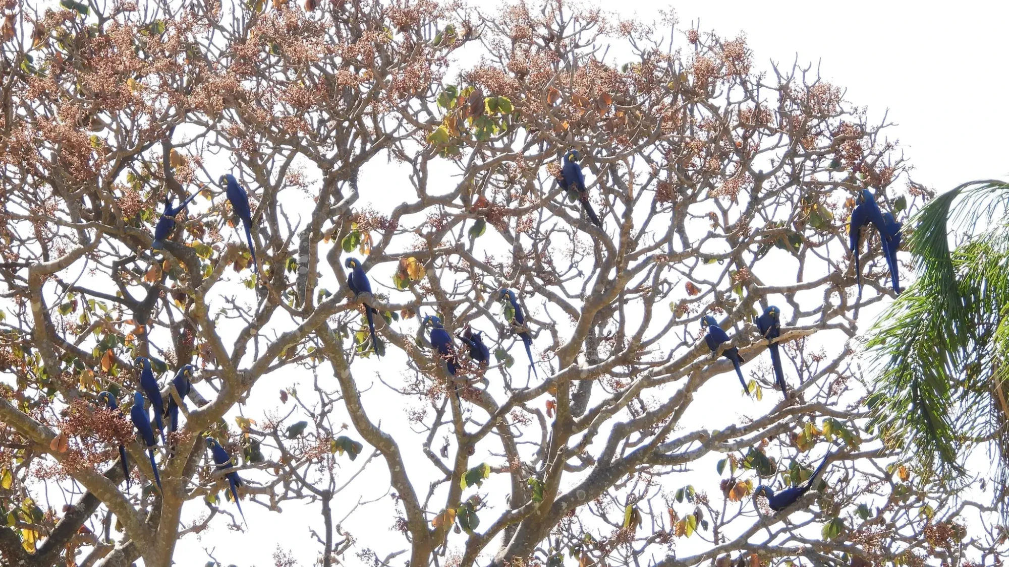 Arara Azul Grande Foto de Nunes D Acosta 2