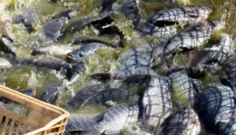 9RFBdEtVAByJzHjdxYOfbwjSJPxP4cHLyEv38Qo0