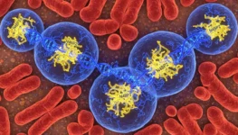 N4BP2_Chromosomal_Fragmentation_Mechanism
